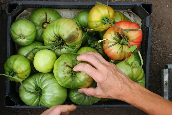 unripe tomatoes in box top view closeup. ugly tomatoes. agriculture concept