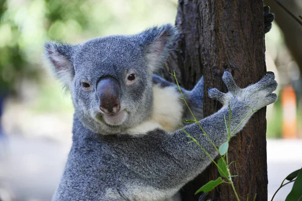 Sevimli koala yakın bir ağaç dalı üzerinde oturup 