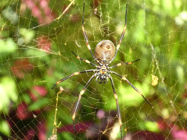 Large spider on the web, close up macro image of Australian spid
