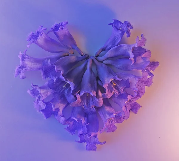 Jacarandas mor çiçekler bir kalp şekli oluşturan