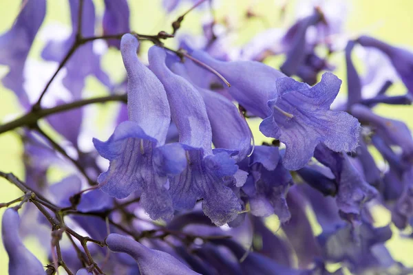 Jacaranda ağacının şubesi mor çiçekler closeup makro görüntü
