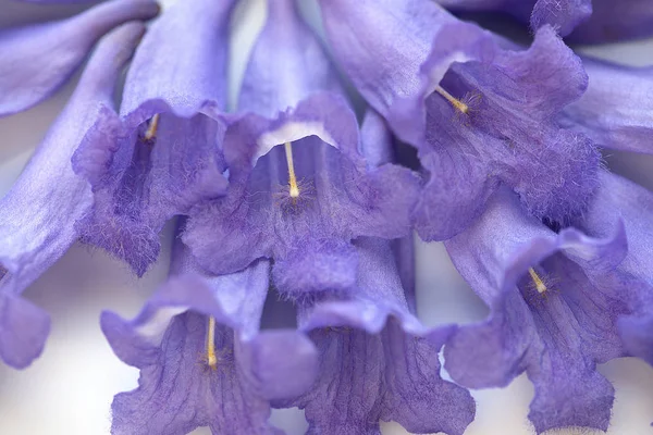 Mor Jacaranda çiçekler closeup makro görüntü