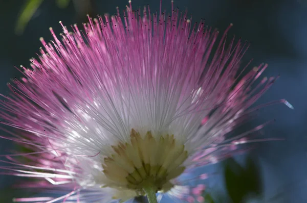 Pembe ve beyaz kabarık çiçek closeup makro