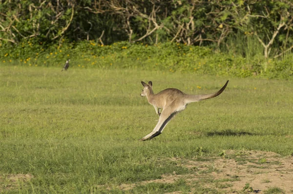 Kanguru yeşil bir alanda atlar