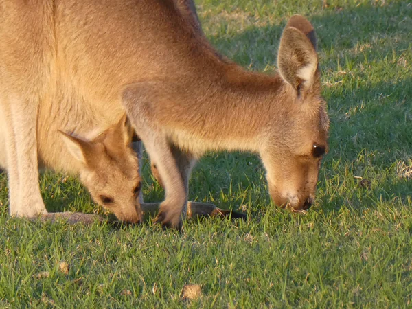 Kanguru bir anne kese yakın çim yeme bir bebek ile
