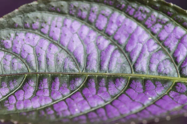 Mor ve yeşil yaprak yakın çekim makro doku
