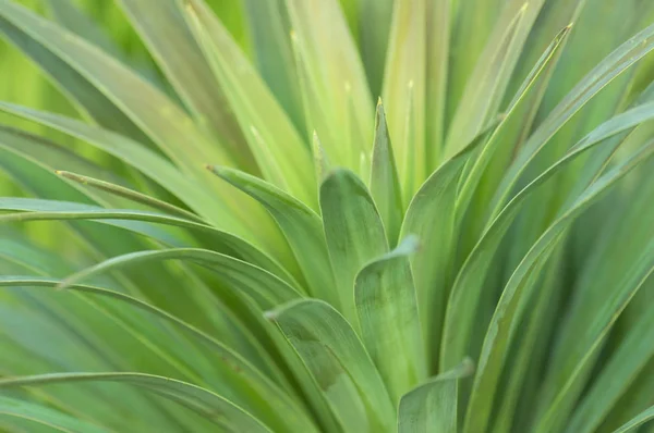 Yeşil yapraklar topikal bitki yakın çekim makro