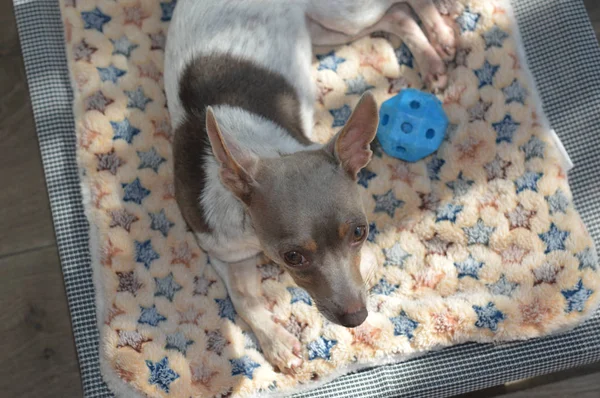 kahverengi lekeler ile sevimli oyuncak terrier beyaz renk