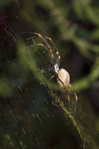 Web üzerinde Avustralya bahçe örümceği, yakın çekim makro