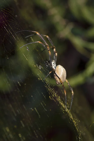 Australian garden spider on the web, close-up macro