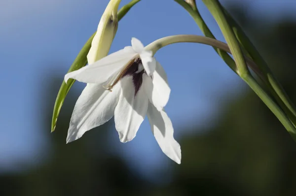 Beyaz çiçek makro yakın plan.