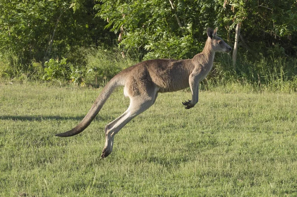 kanguru yeşil alan boyunca koşmak