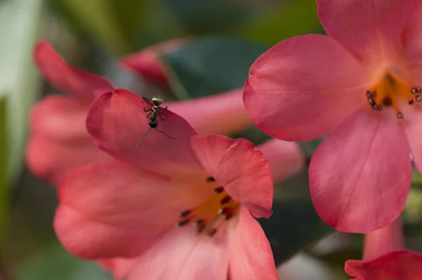 Karınca makro ile Rhododendron çiçekleri