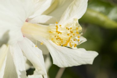Bahçenin arka planında beyaz amber çiçeği makrosu.