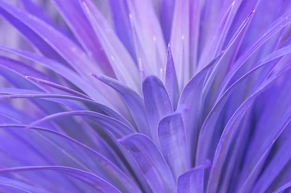 Mor yapraklar topikal bitki yakın çekim makro