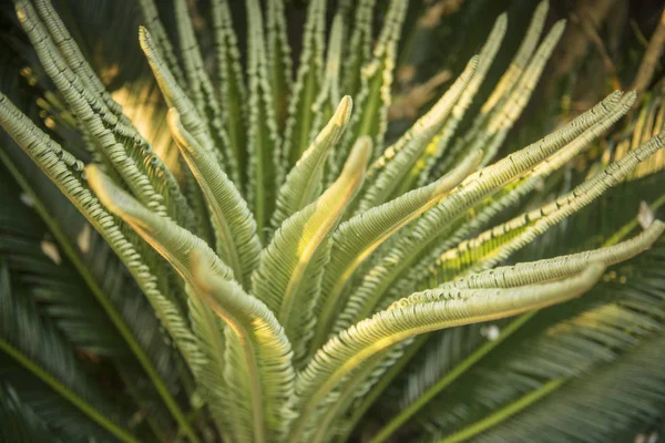 Yeşil yapraklar topikal bitki yakın çekim doku