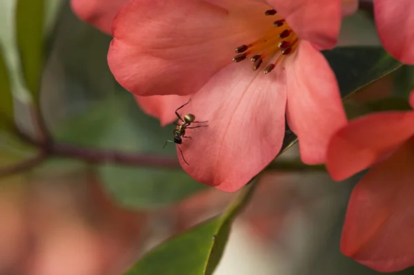 Karınca makro yakın çekim kırmızı çiçek ile Rhododendron çiçek