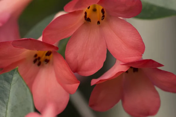 Rhododendron çiçekleri yakın çekim kırmızı kırmızı çiçekler arka plan