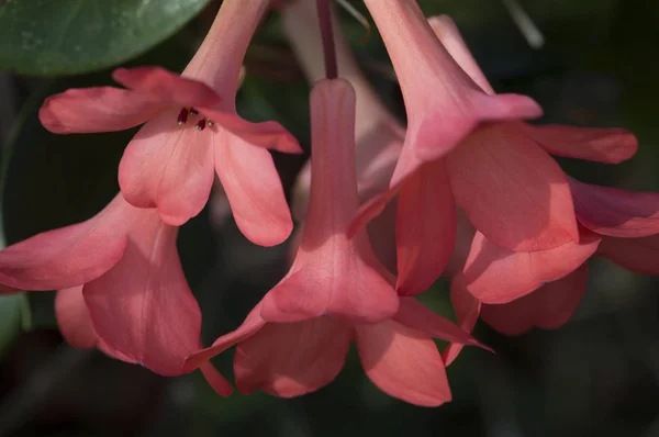 Rhododendron kızıl çiçekler yakın çekim