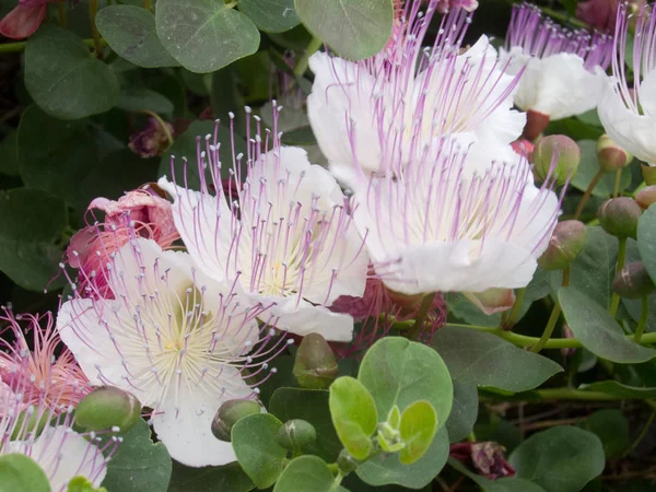 Kapari bitki (Capparis Spinosa) üzerinde tam Bloom Genova İtalya duvarlar 