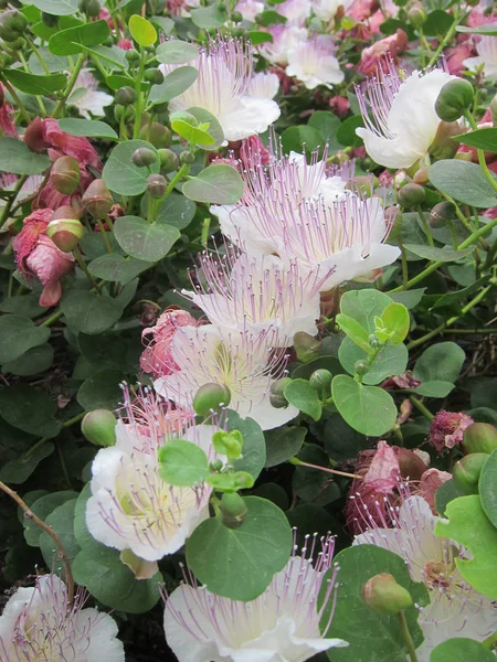 Kvetoucí Rostlina Kapary Capparis Spinosa Plném Květu Zdi Genova Itálie — Stock fotografie