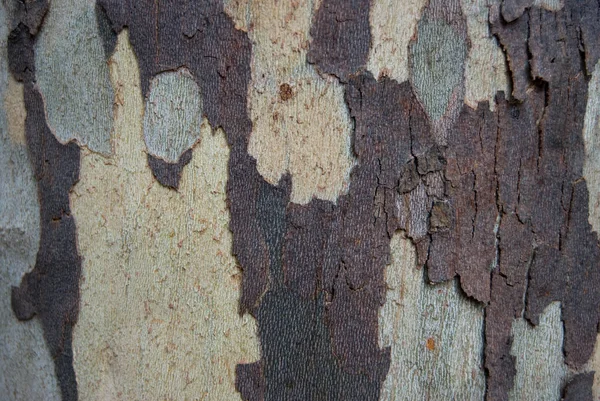 Platanus Lub Platan Kora Tekstury Kamuflaż — Zdjęcie stockowe