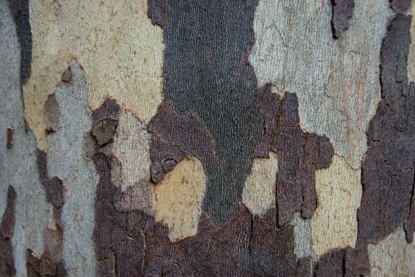 プラタナスやプラタナスの樹皮テクスチャ 迷彩パターン — ストック写真