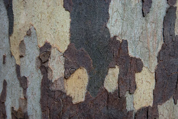 Kabuk Dokusu Kamuflaj Deseni Platanus Veya Çınar Ağacı — Stok fotoğraf