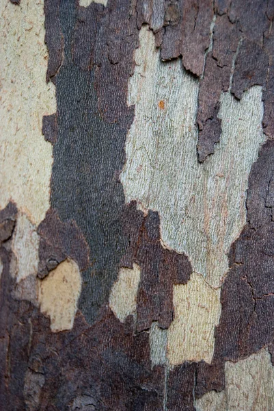 Структура Кору Плоского Дерева Маскування Візерунка — стокове фото