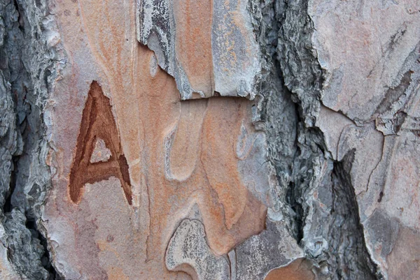 Letter A carved on tree