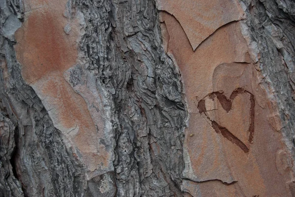 Herz Auf Der Oberfläche Der Kiefer Herz Auf Holzgrund — Stockfoto