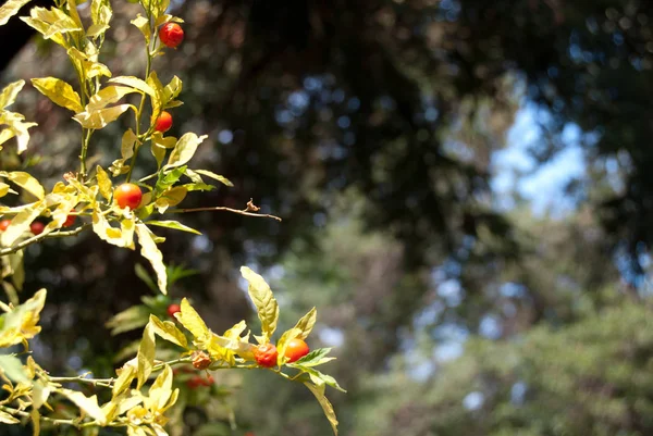 Baies Automne Rouges Avec Fond Naturel Gratuit — Photo