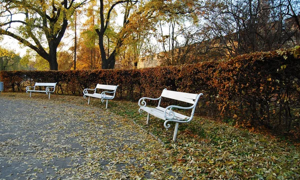 Bancs Blancs Gratuits Dans Parc Automne Coloré — Photo