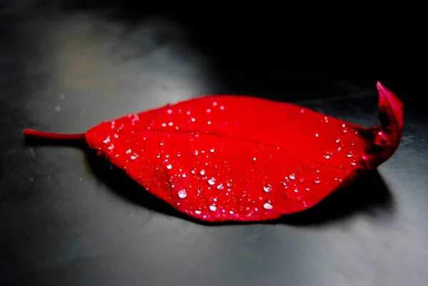 Primer Plano Hoja Roja Con Gotas Agua Superficie Negra — Foto de Stock