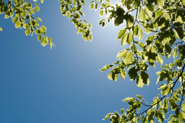 yeşil yaprakları mavi gökyüzü. bahar