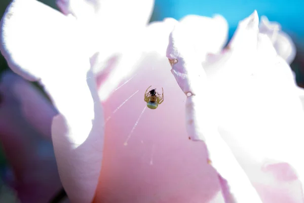 Liten Spindel Med Spindelnät Rose — Stockfoto