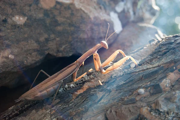 Kahverengi Peygamber devesi güneş ışığı ile taş yakın çekim