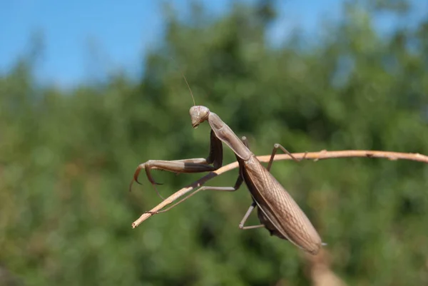 棕色螳螂的特写镜头在绿色背景 — 图库照片