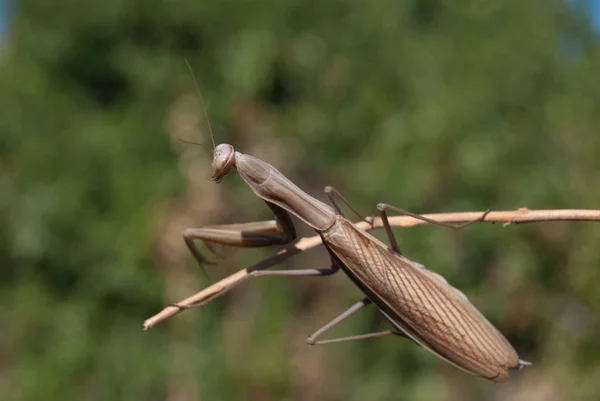棕色螳螂的特写镜头在绿色背景 — 图库照片