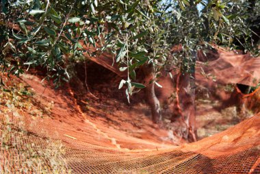 Ağlar yardımı ile İtalya zeytin hasat