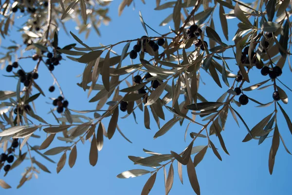 Olive Tree Branch Bright Blue Sky — Stock Photo, Image