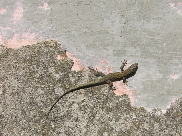 duvar eski sıva üzerine küçük kertenkele, yakın çekim