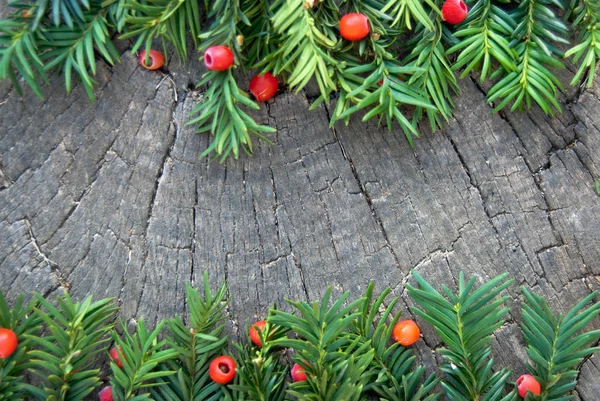 荆红豆杉与成熟的红色浆果在木背景 特写荆红豆杉或欧洲红豆杉与成熟浆果 圣诞节背景 — 图库照片