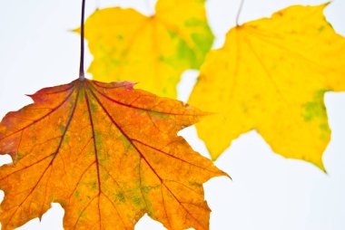 Beyaz arka plan üzerinde sonbahar yaprakları closeup.