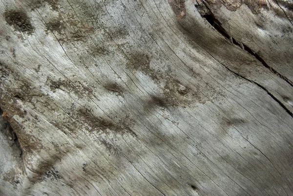 Vue Rapprochée Écorce Arbre Grise Âgée Fond Texture Bois — Photo