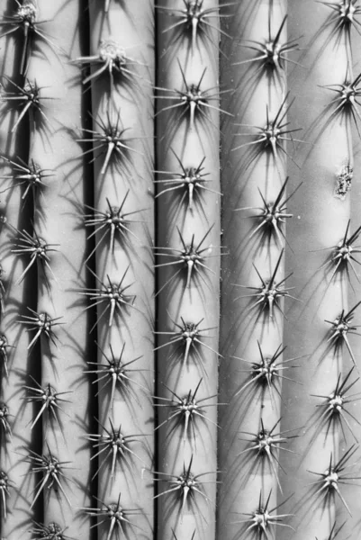 Kaktüs İğnelerinin Dokusunun Yakın Çekim. siyah beyaz.