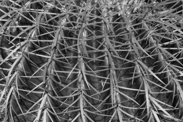 Close Texture Cactus Needles Black White — Stock Photo, Image