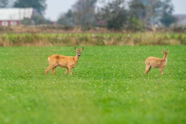 Yumurta yiyen geyikler, etrafta dolaşan yaban geyikleri. Av sezonu başlayacak oğlum..