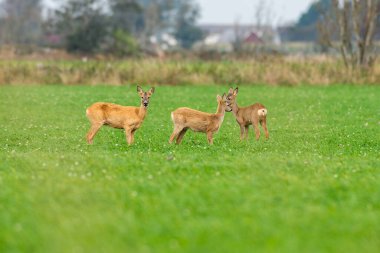 Yumurta yiyen geyikler, etrafta dolaşan yaban geyikleri. Av sezonu başlayacak oğlum..