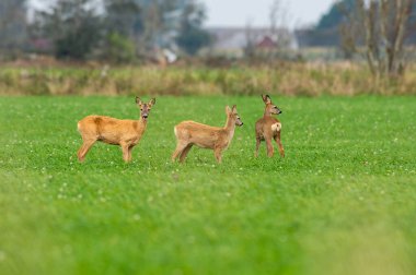 Yumurta yiyen geyikler, etrafta dolaşan yaban geyikleri. Av sezonu başlayacak oğlum..